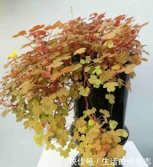 酢浆草|原来酢浆草这么好看啊,做成盆景真的太美了!我还是第一次见呢!