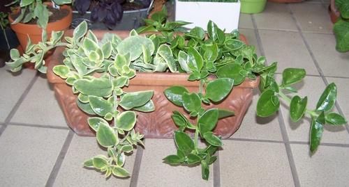 适合叶插或茎插的7种多肉植物，养护要耐心，幼苗长得慢