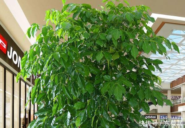 净化空气|这“4种花”再穷也要养,还能带来财运,难怪有钱人家都会摆放