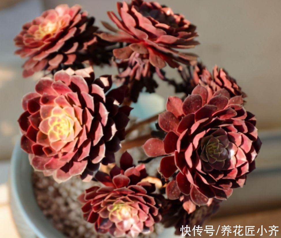 养多肉法师，夏季才是最美的，把几个重点做好，状态满满不黑腐