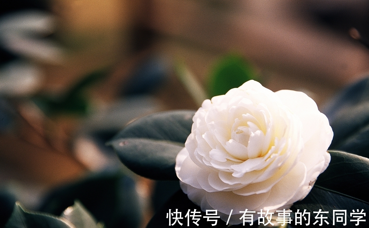 养护|八月养茶花，学会正确养护方法，冬季开花又多又鲜艳