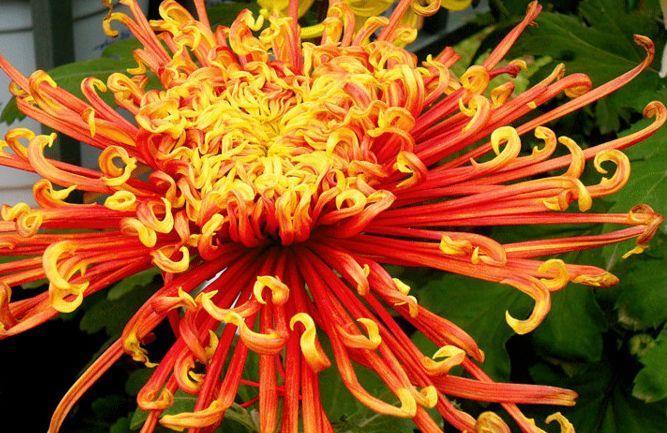 农历|农历7月22日开始，居家养这几款植物，阳台开出花海，花色美丽