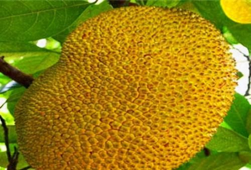 酸梅|对身体不错的三种食物,要坚持天天吃,排毒养颜,改善肤质!