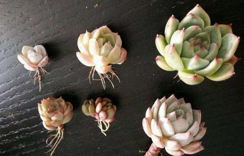 多肉上盆有技巧,教你一招,呼呼长新根,服盆更快!