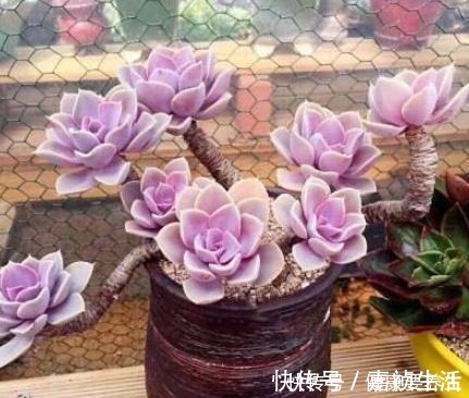 叶片|养多肉就养这8种，皮实又好养，短时间就能变老桩，出状态也很美！