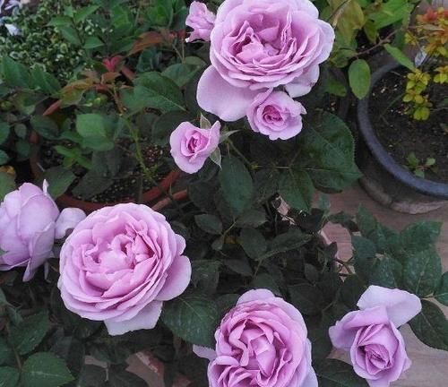 家庭地栽月季,立春前后这么打理,开花越来越多,个大色艳