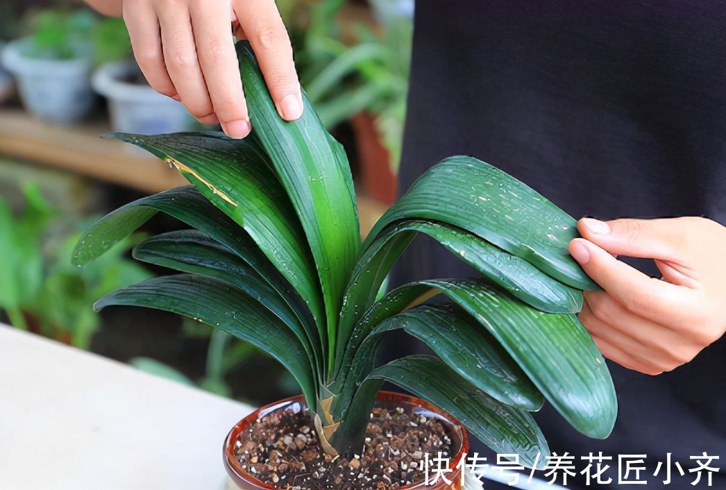 新手|君子兰烂根是什么原因？新手养兰要避免4点，根壮才能长势旺