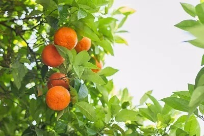 吃剩的橘子皮扔在花盆里，花像打了激素一样，疯了一样的长！