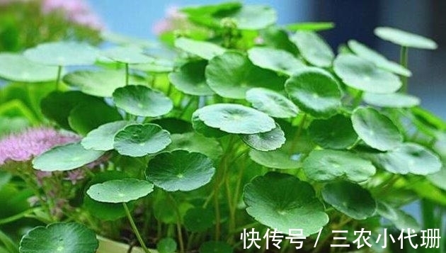 铜钱草|铜钱草秋天怎么养? 铜钱草秋季的养殖方法