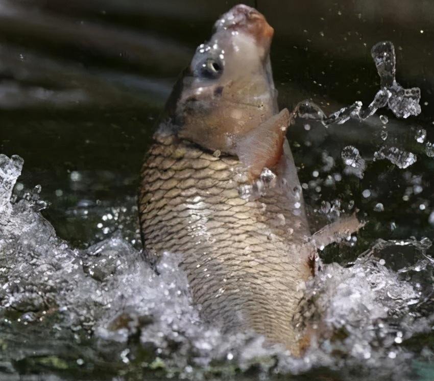 野钓都是人找鱼，应找好鱼窝再开钓