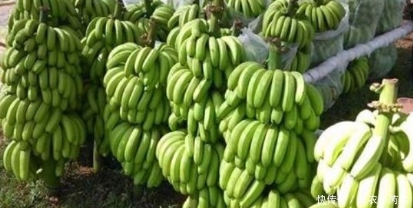 中薪|被誉“智慧之果”的香蕉,农民如何收获高