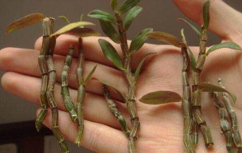 丑到当垃圾扔的盆栽,想不到竟价值过万,后悔哭都来不及了