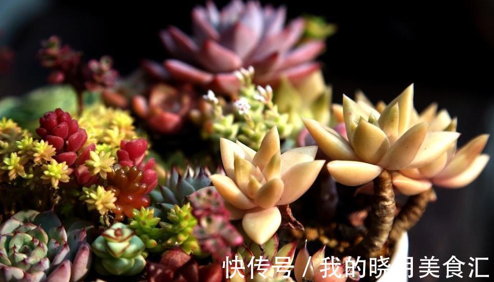 缓释肥|多肉植物施肥用什么肥料,明白常用肥料种类功效,让多肉棵棵爆盆