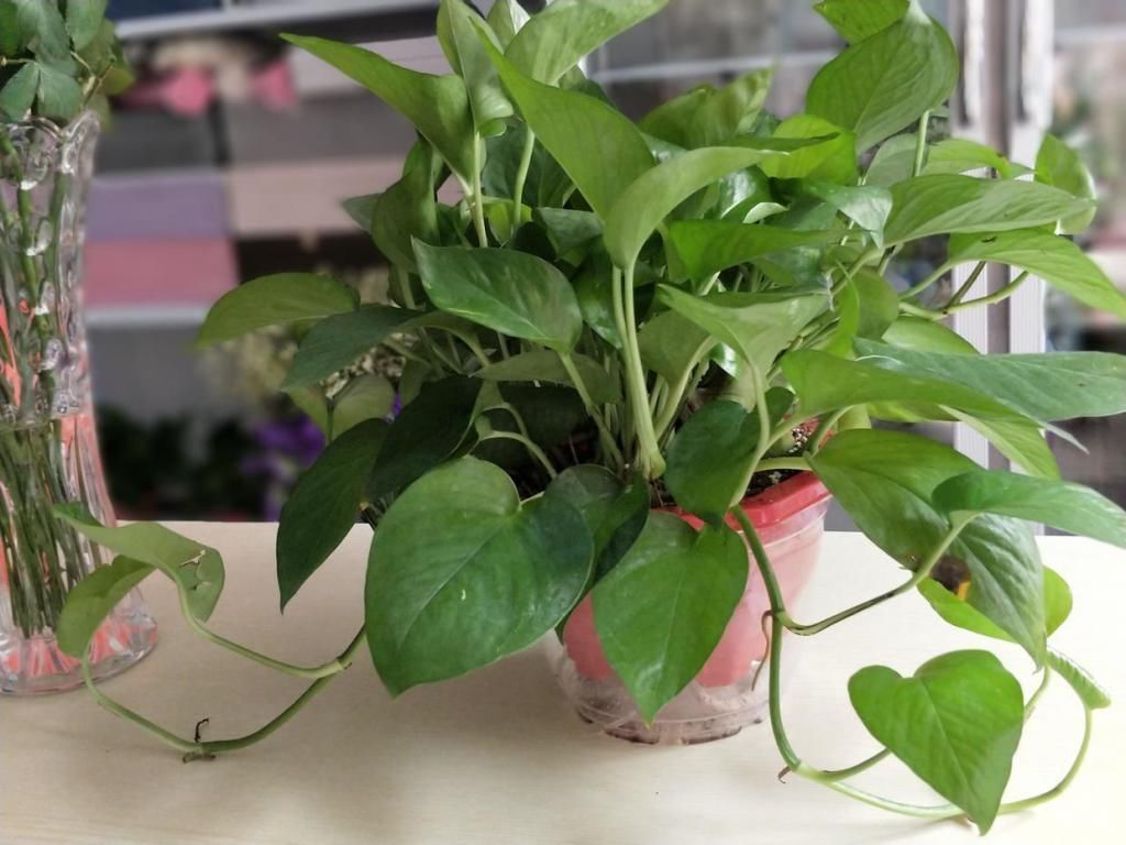 藤条|冬天屋内养花选这3种,一棵小苗养成小花园,攀爬着开花真美