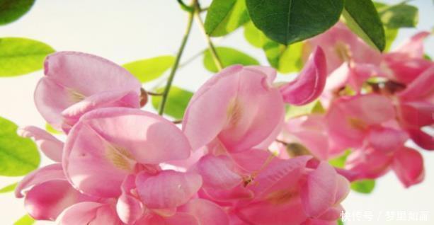 4月15号 桃花从天降的三生肖 真爱波动心弦 永浴爱河 粉紫色 4月15号 桃花从天降的三生肖 真爱波动心弦 永浴爱河 粉紫色