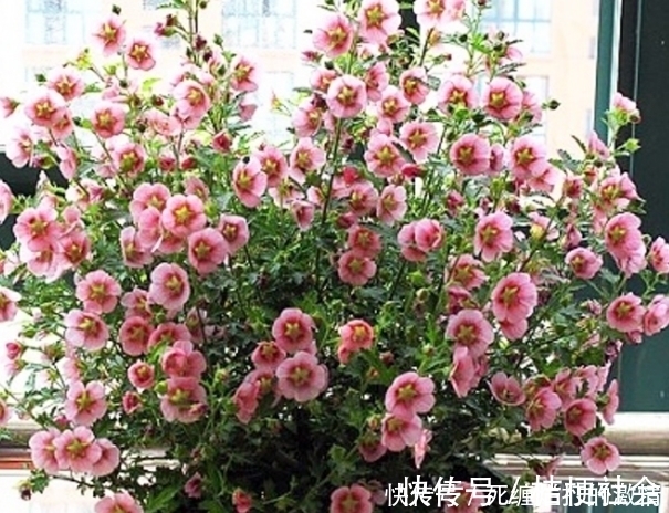 飘香|比桂花还香的6种花卉，种在阳台或放置庭院，满屋子都飘香！