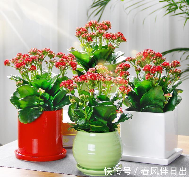 朱顶红|天气转凉,不要错过6种花,全都是喜温凉的“开花小能手”