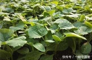 二羥乙胺|這三大野菜,看著是草,吃著是寶,清熱解毒、潤(rùn)肺止咳、降低血壓