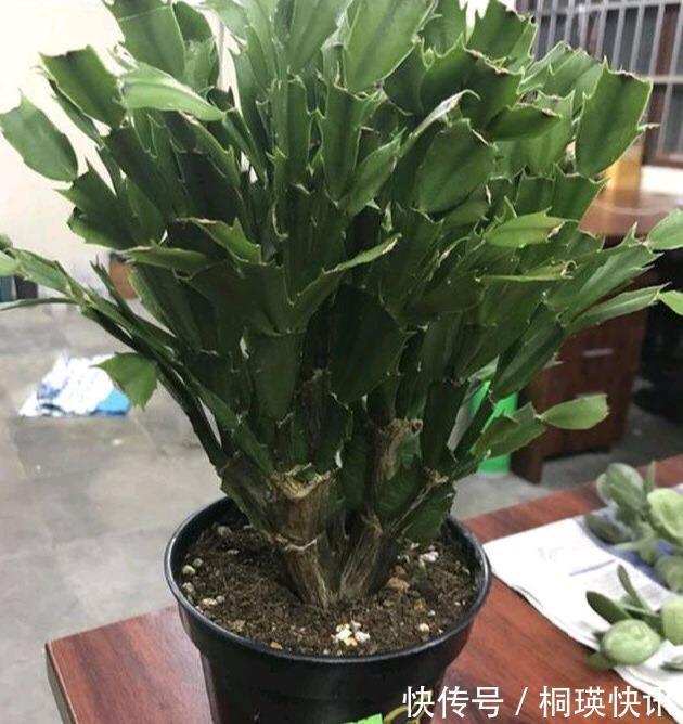 秋季养“蟹爪兰”,10天浇1碗肥水,开花多3倍,花朵大、花色艳
