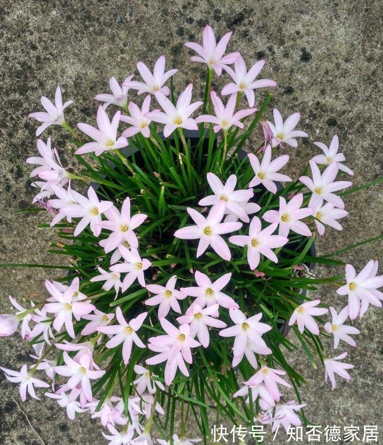 仙人球|3种花，越热越开花，越晒越开花，花色丰富又鲜艳