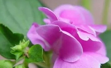 细数花期超长的六种花卉，养护好就比“往年”开花多得多，美醉了