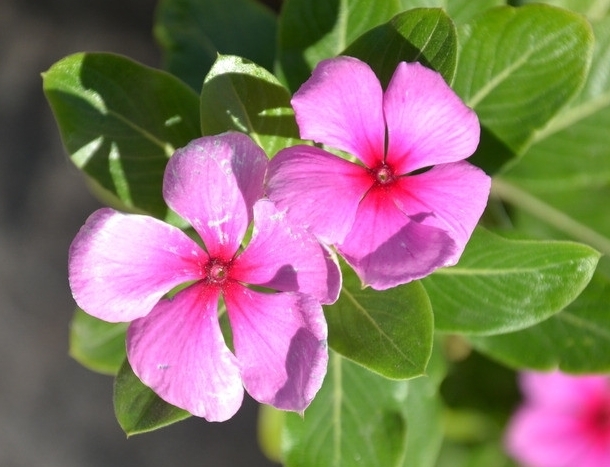 此花花期长，虽然美，但有剧毒，误食可致幻，带你回忆到此前