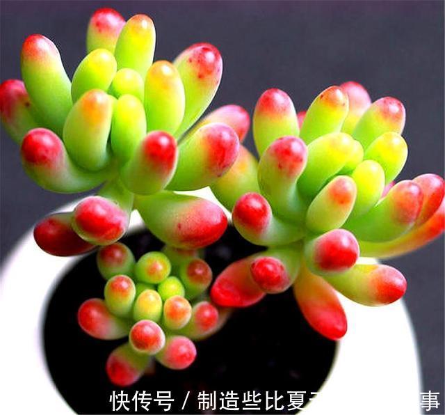 多肉乙女心养护新方法,化整为零,养成果冻色大老桩