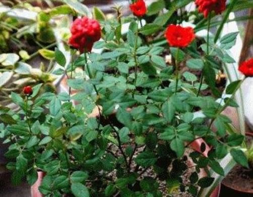 养花扦插总是失败，原因就是没做好“这五点”，不懂就快学一学