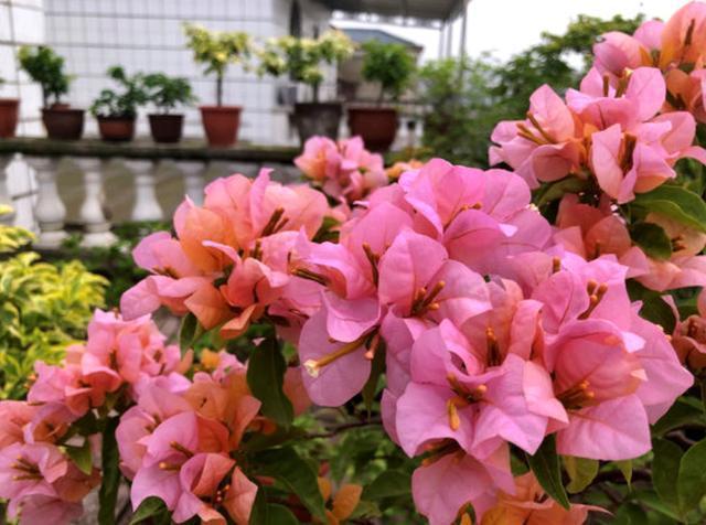 孽芽|养三角梅,就要学会“巧修剪”,花开的量大,很容易开爆盆