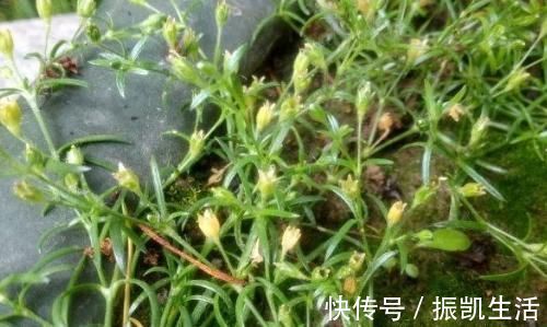 鼻炎|农村路边的漆姑草,清热解毒、杀虫止痒,城里人想吃也买不到!