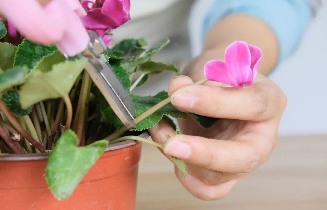 蝴蝶兰开花不是一次性,花后剪一剪,还能继续开花