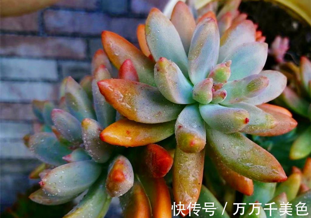 叶心|如何打造甜蜜色多肉?选对品种,养出糖心就是了,很少有人不喜欢