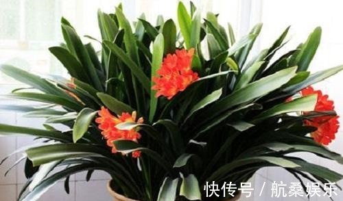 君子兰就喜欢这3种肥,家里都有,埋在盆里就有用,根壮花多