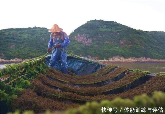  日本人常吃的“长寿菜”，我国盛产却无人问津，营养高过牛奶