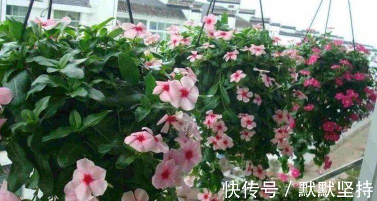 4种花开花喜庆又好养,满屋飘香,人见人爱