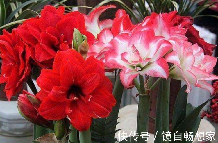 4种“富贵花”，开花漂亮上档次，幸福满满来，财运福运喜运来！