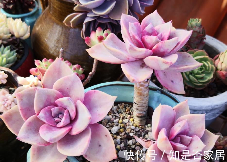 盆栽|立秋后养多肉,坚持“2多1少1勤”,叶子肥美水灵,颜色漂亮