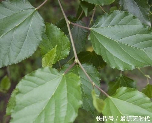 皮肤|天然“止咳药”，每天泡水喝，止咳效果好，女人常喝皮肤细腻光滑