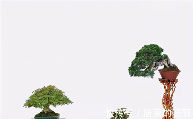 植株|制作微小型盆景,素材的选择是关键,教你如何快速地获取优质素材
