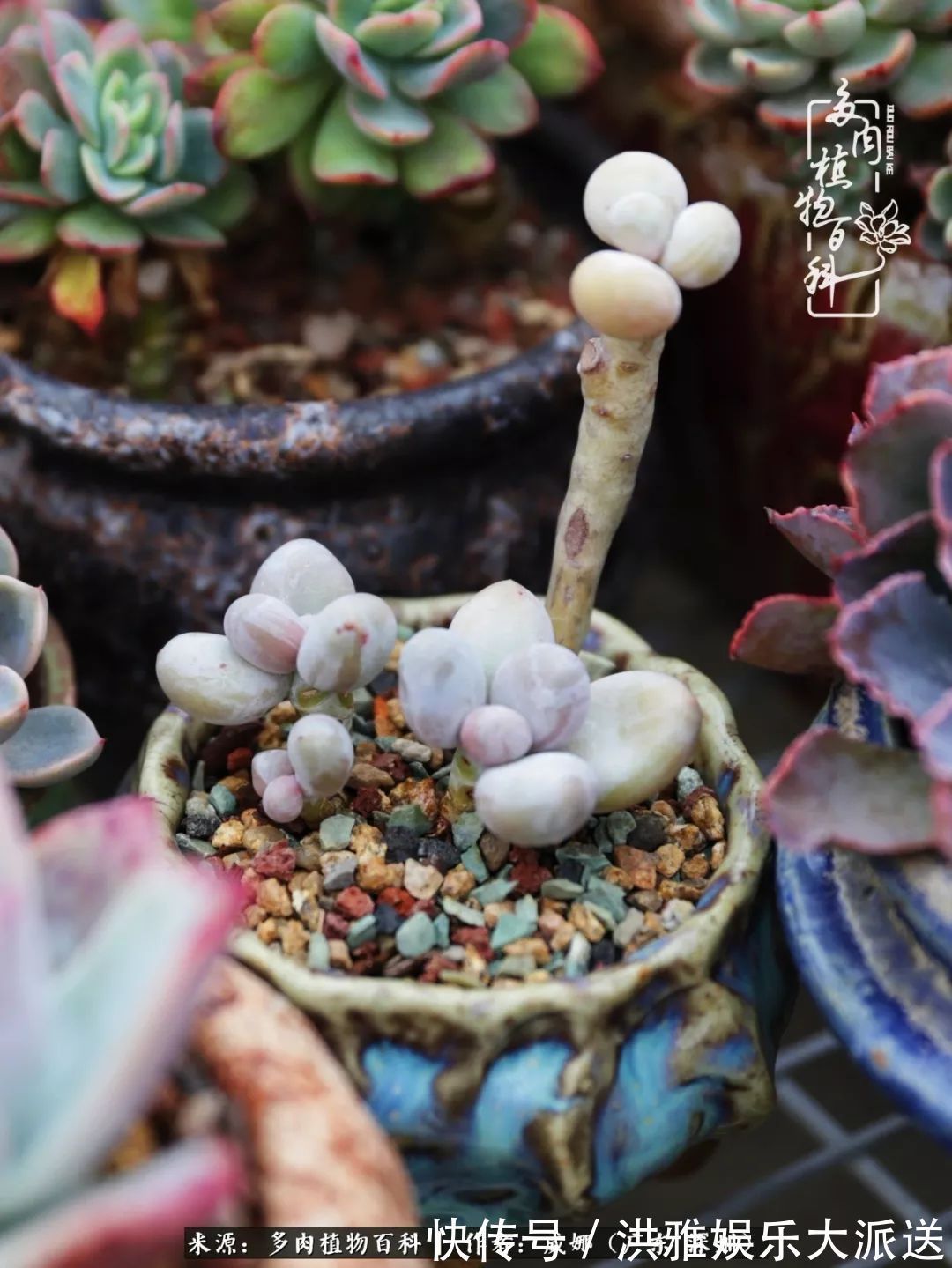 橙梦露|笼子里露养的多肉，越养越美！有多肉的日子伴着小确幸！