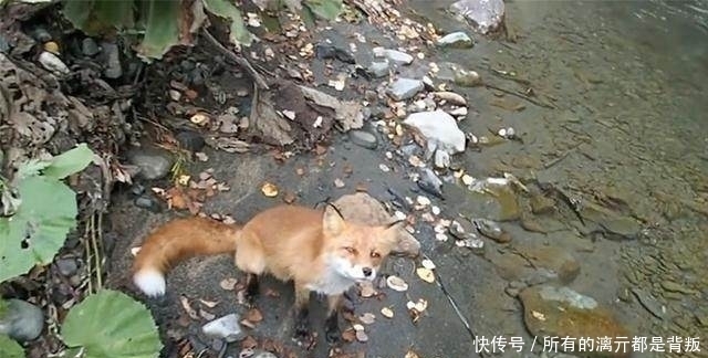 山溪钓鱼,一只狐狸流着口水紧紧地跟着