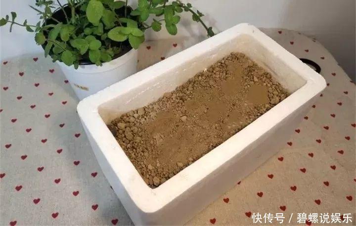 这花枝条剁8段,沾土就能活,3天生根7天开花!