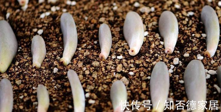 养护|多肉叶子一碰就掉，和3点养护方法有关，了解原因巧应对就好