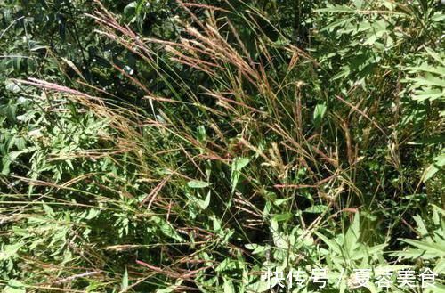 野草|只有老农民才认识的这种野草，长得像竹叶，如今20元一斤成稀罕