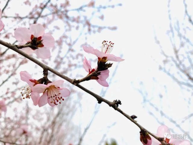 春花春雪春雨绝美春色，这样的易县，你见过吗？春分限定，速度