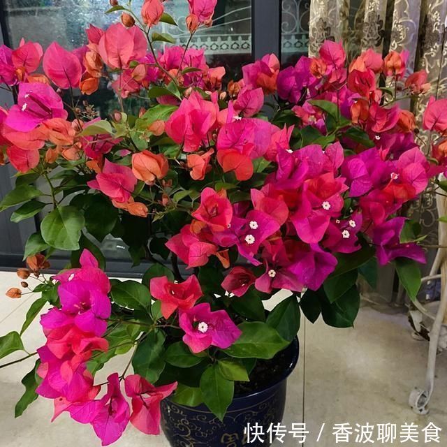 花卉|3种花都是“酸水”喂大的,每月浇点醋,黄叶消失,花满枝