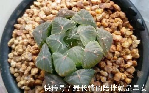 塑料杯子没用？给多肉植物扣一个，叶子马上变圆润又水灵