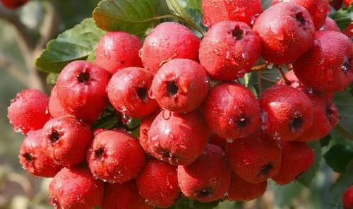 中年|养生必吃的食物，男女坚持吃，消除疲劳，