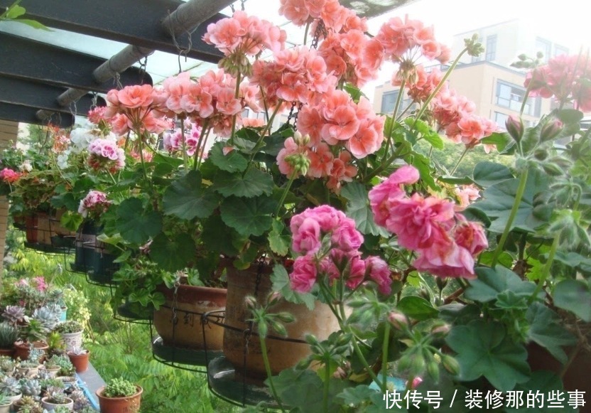 阳台养上3种花,比牡丹好看,比吊兰好养,你养了吗
