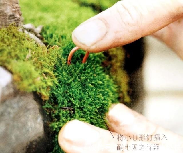 “岩石与树枝”一步步完美契合，叹服附石盆景的魅力无人能挡！